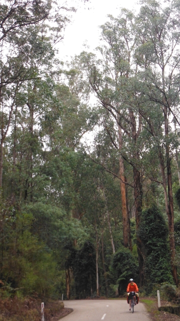 Spectacular Trees on the Bonang Highway