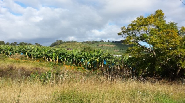 Lush banana plantations.